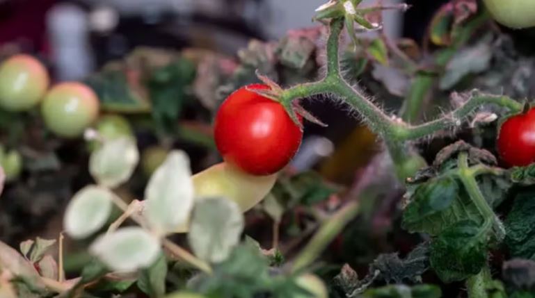  Apareció el primer tomate cosechado fuera de la tierra que se había extraviado en la Estación Espacial de la NASA