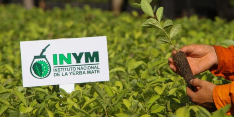  Confirmado: el INYM no definirá los precios de la yerba mate