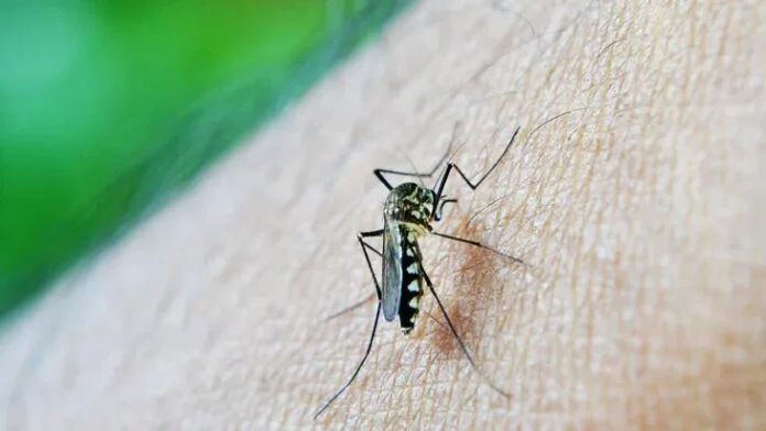  Dengue: ante el récord de casos en el país llaman intensificar el trabajo mancomunado entre el Estado y los vecinos