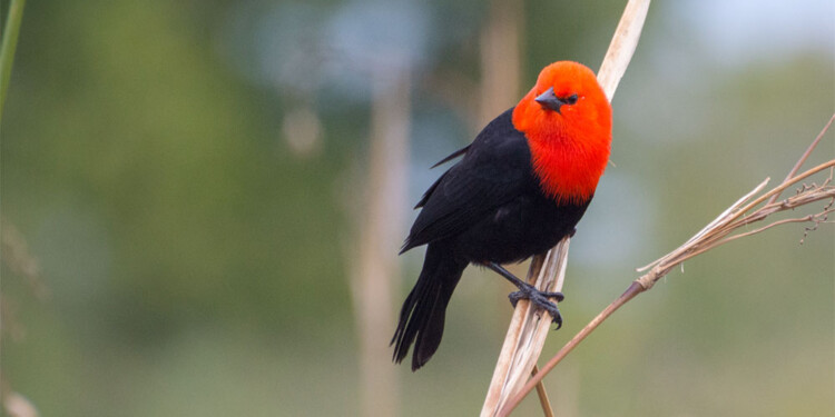  Argentina, uno de los países más elegidos para el avistaje de aves