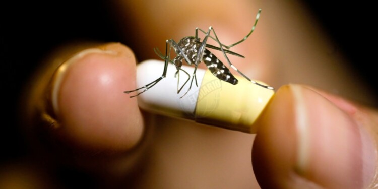  “El Oseltamivir no sirve contra el dengue”