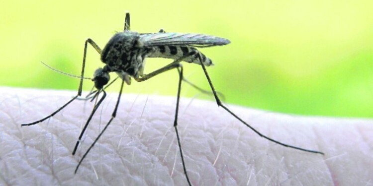  Misiones suma una nueva muerte por dengue