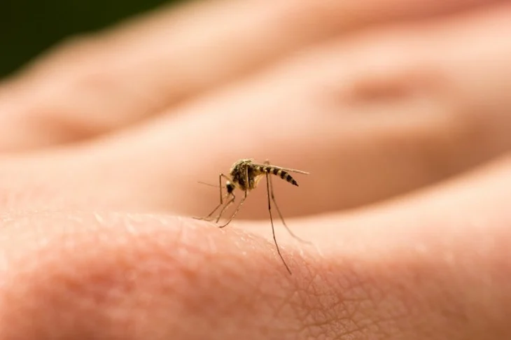  Cómo saber si la picadura es del mosquito del dengue o del que transmite encefalomielitis