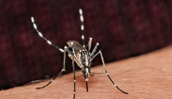  Dengue: siguen en aumento los casos en Misiones