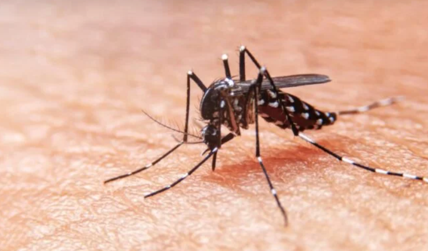  Dengue: ¿Qué es y cómo se transmite?