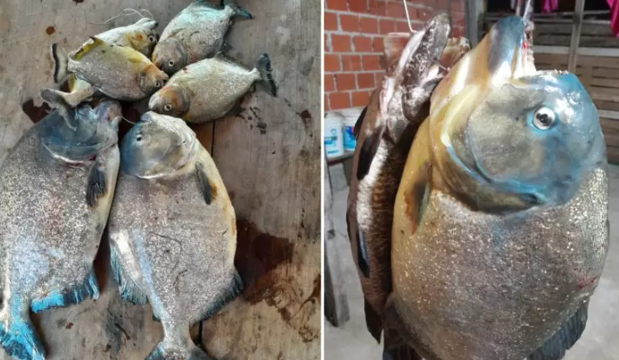  Pescador posadeño sacó más de 180 pirañas en dos meses frente a la playa del Brete