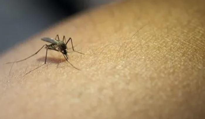  Brote de dengue en Misiones: en dos meses hubo el doble de casos que en todo el año pasado