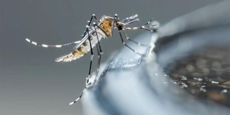  Dengue: en el Noreste argentino se registraron 25 muertes y más de 33 mil casos en el país