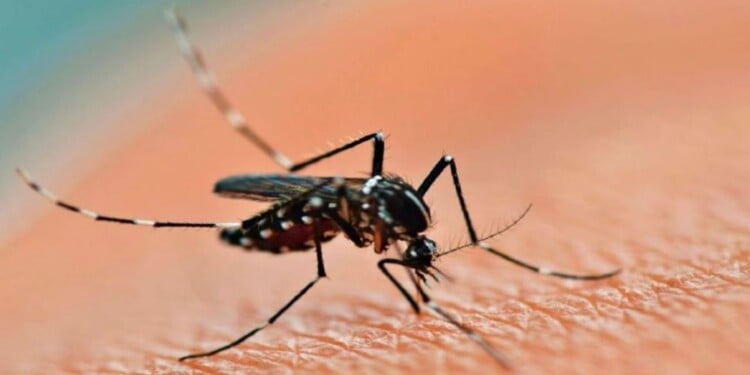  Nueva muerte por dengue: ya son 12 los fallecidos por el virus en Misiones