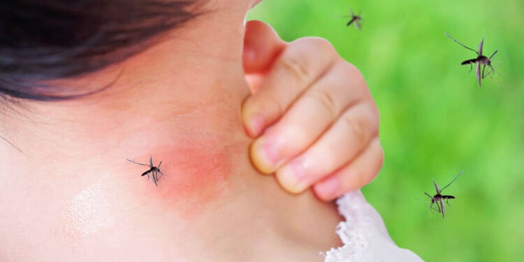  El tipo de sangre, el color de la ropa y el olor corporal: cómo elige el mosquito a quién picar