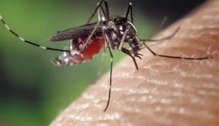  Brasil superó el millón de contagios de dengue