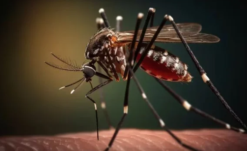  Brote histórico de dengue en Argentina: ya son 106 los muertos y se registran más de 151 mil casos