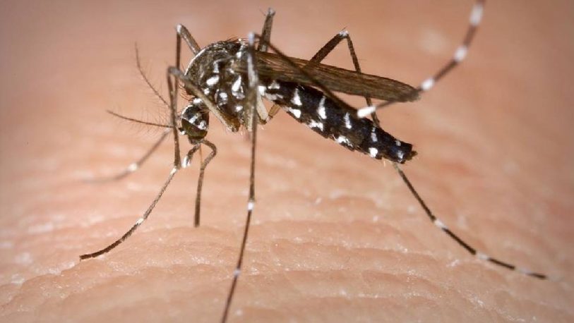  Dengue imparable: la Argentina alcanzó los 180 mil casos