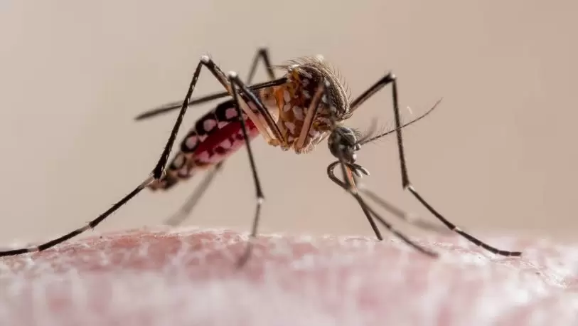  Dengue: «La vacuna está diseñada para los cuatro serotipos, pero los estudios de investigación han demostrado eficacia clara alrededor del 70/80% para el dengue tipo 1 y 2»