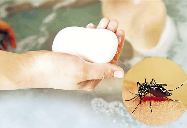  Alerta: un jabón atrae el mosquito del dengue, según un estudio de EEUU