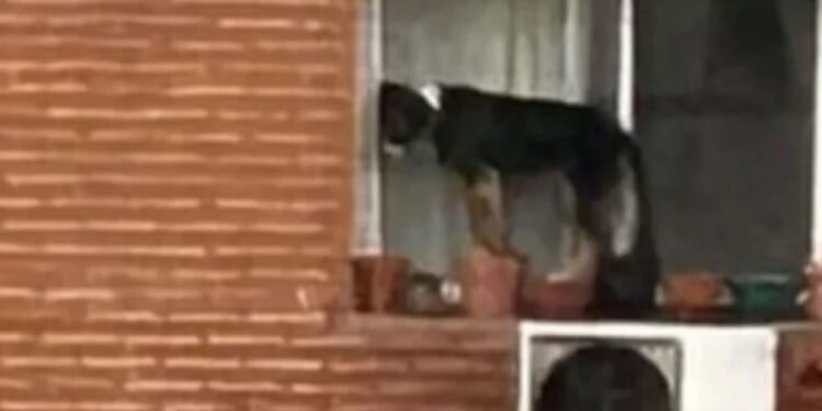  Maltrato animal: abandonaron a un perro al borde de la ventana de un sexto piso