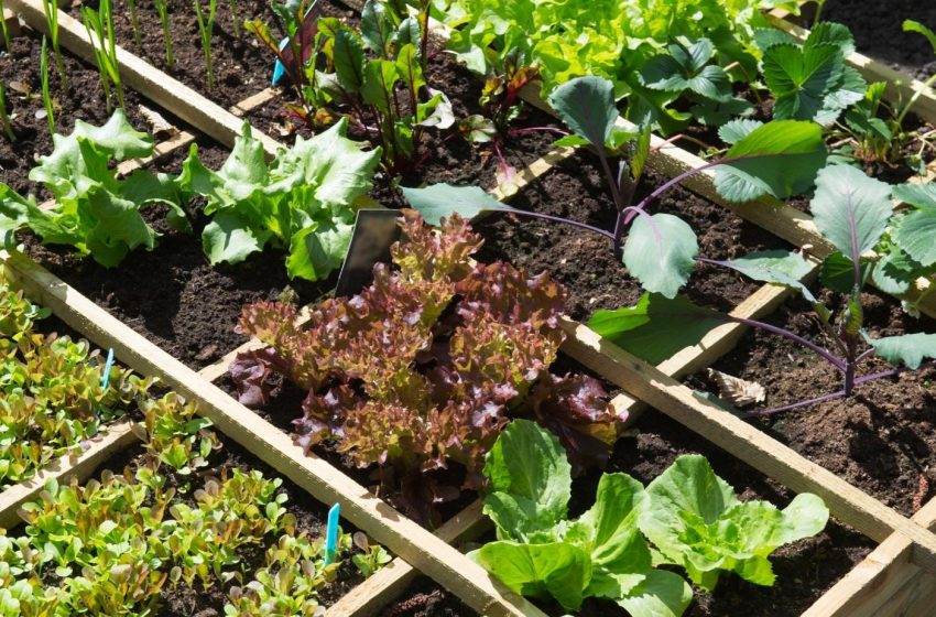  Qué plantar en agosto en la huerta casera para tener una rápida producción