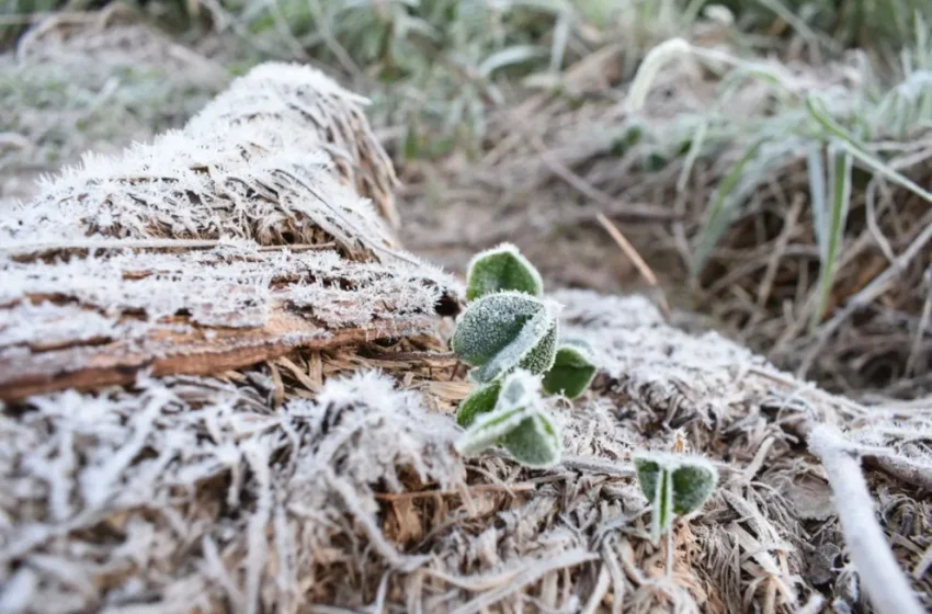  Misiones se tiñó de blanco con la primera helada del año