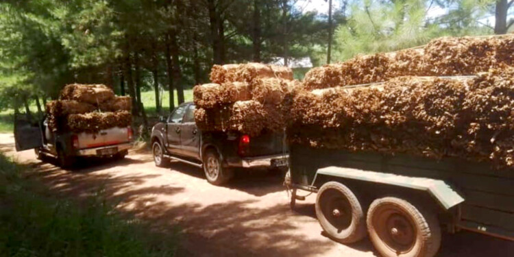  “Más del 40% del tabaco fue al contrabando y el acopio cerró en 13 millones de kilos”