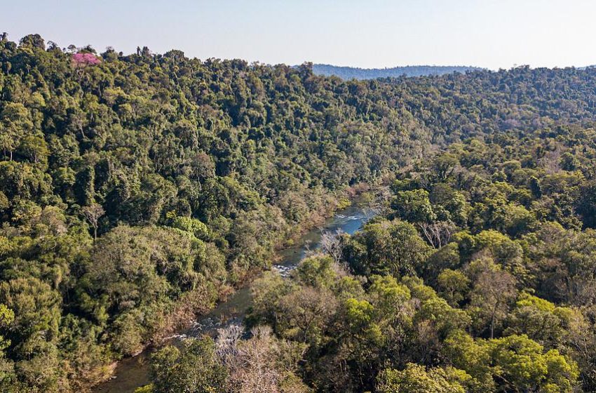  Misiones: Declaran de interés municipal el proyecto de restauración que lidera Vida Silvestre en San Pedro