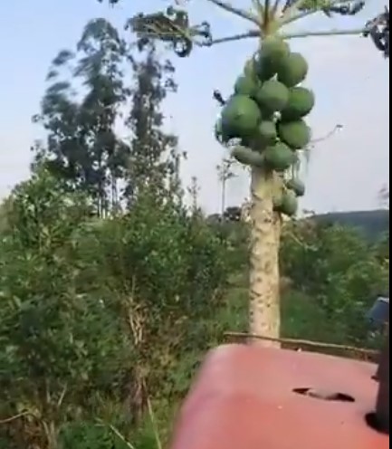  Ante la caída en las ventas, destruyen plantaciones de mamón en 25 de Mayo y gana terreno la incertidumbre entre productores