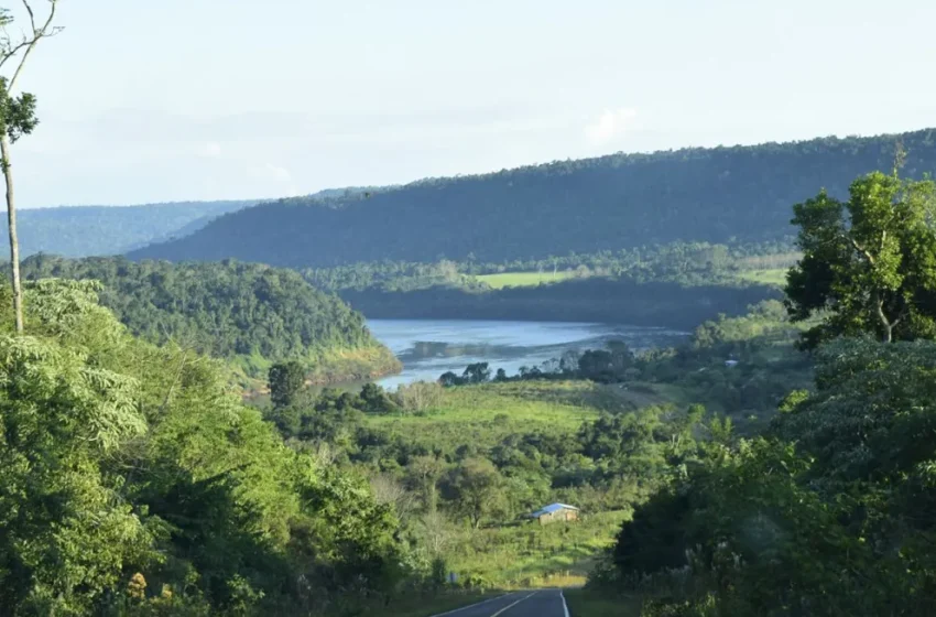  En menos de dos años ya se restauraron más de 110 hectáreas de selva en San Pedro