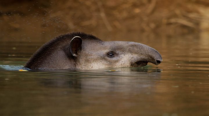  El tapir cumple un papel irremplazable en la dispersión de semillas