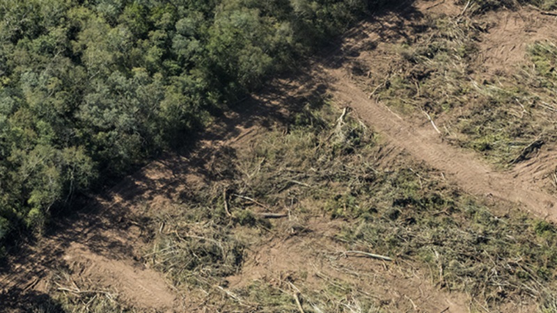  Bosques Nativos: el proyecto de presupuesto nacional 2025 le asigna el menor presupuesto de la historia para la Ley de Bosques