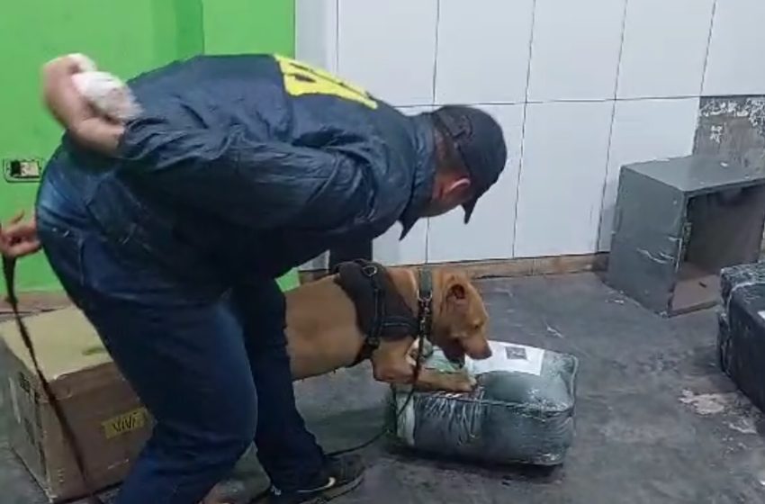  Con la ayuda de Umma la Policía Federal secuestra más de 10 kg de drogas en un operativo en Iguazú