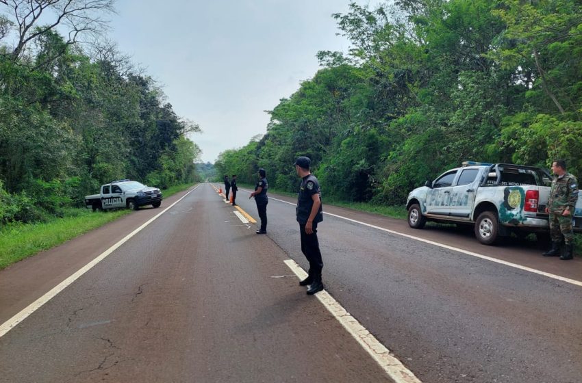  Avances en la investigación por la muerte de un yaguareté atropellado en Ruta 12