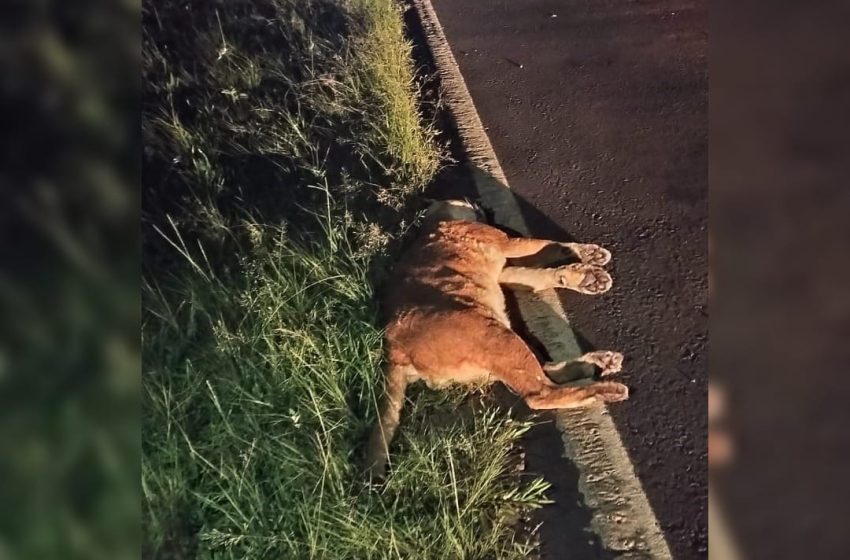  Un puma muere atropellado en la ruta 12