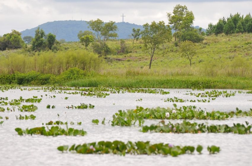  COP16: los pastizales y las sabanas son cruciales para alcanzar los objetivos de biodiversidad, pero están gravemente subvalorados y subfinanciados