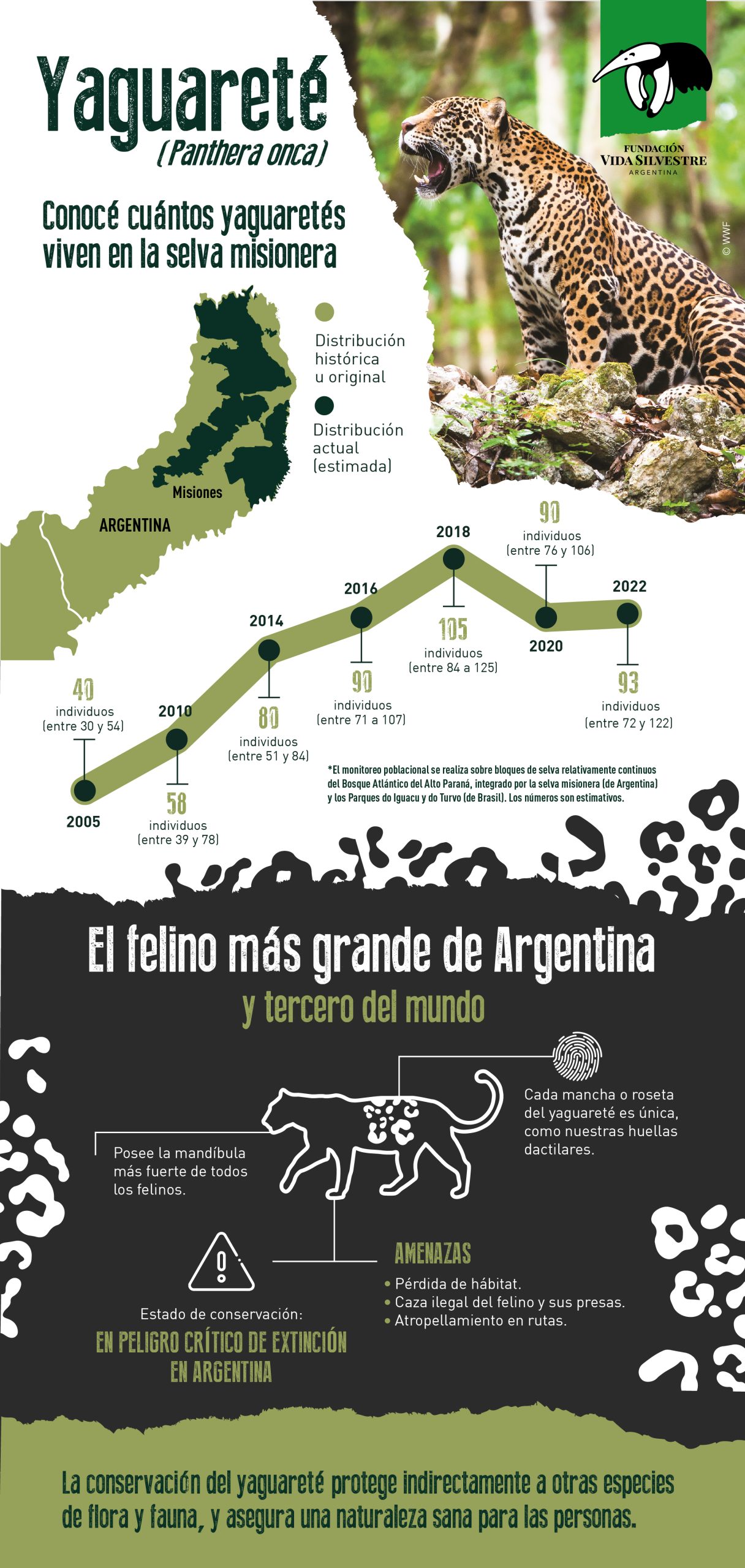 Día del Yaguareté: quedan solo 250 en la Argentina imagen-6