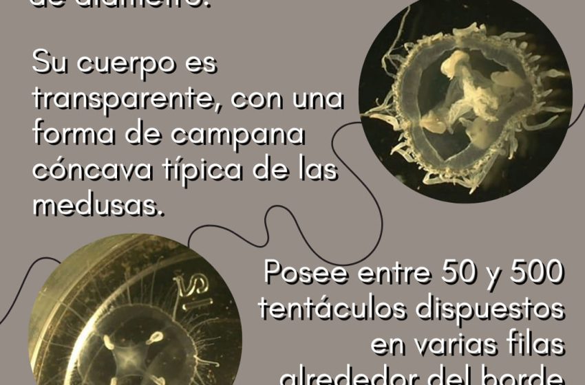  Investigación confirmó la aparición de una nueva especie invasora de medusas en arroyos de Misiones