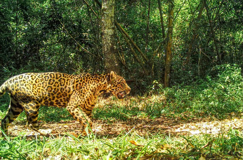  Día del Yaguareté: quedan solo 250 en la Argentina