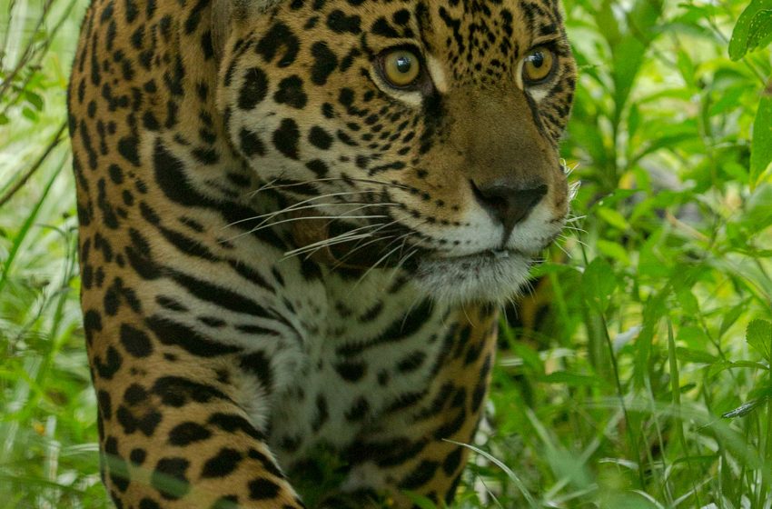  Festival en honor al Día Internacional del Yaguareté: una invitación a proteger nuestra biodiversidad