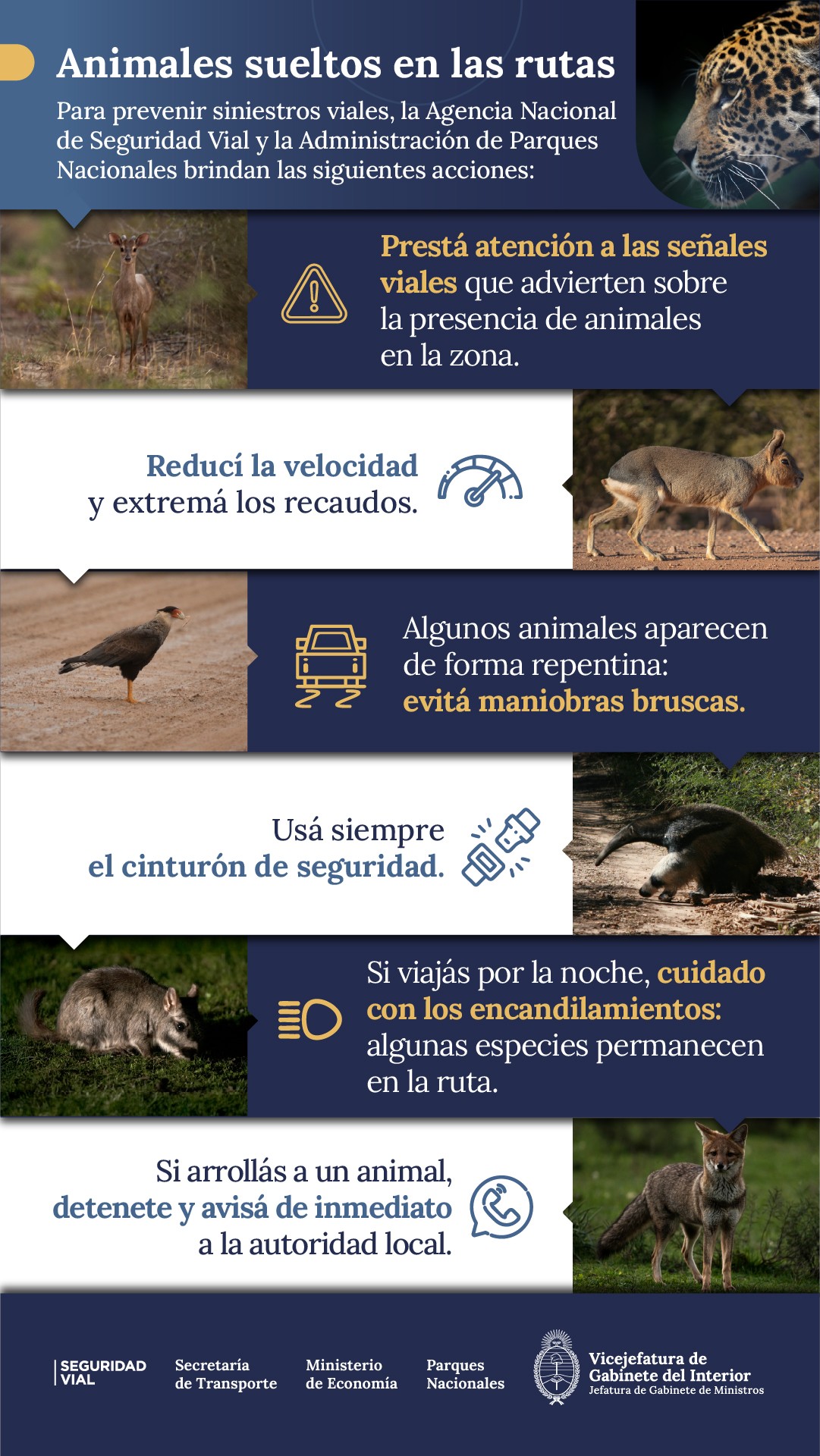 Animales en la ruta: Recomendaciones para evitar siniestros viales imagen-6