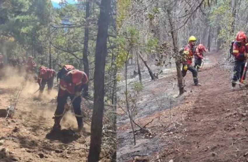  Impactante: así quedó un bosque arrasado por el fuego en Epuyén