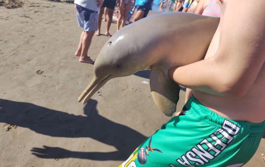  Mar del Tuyú: un delfín murió después de ser retirado del agua por un grupo de turistas