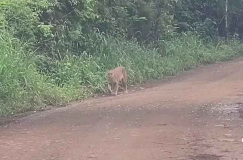  Un puma recorrió el Parque Nacional Iguazú: emocionante registro en un video