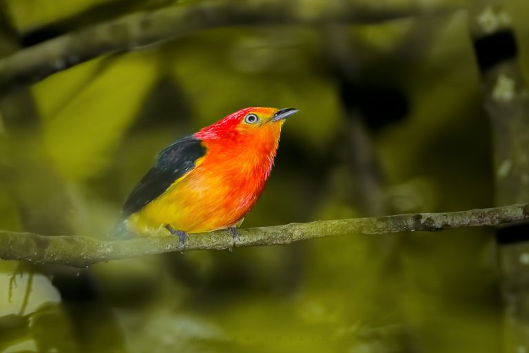 Avistaron un Bailarín Naranja en el Sendero Macuco del Parque Nacional Iguazú imagen-9