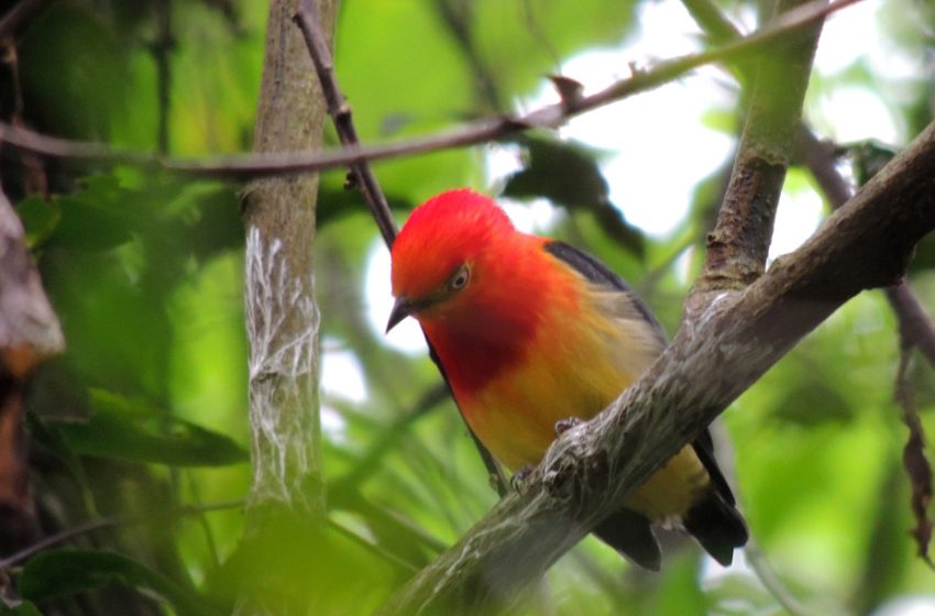  Avistaron un Bailarín Naranja en el Sendero Macuco del Parque Nacional Iguazú