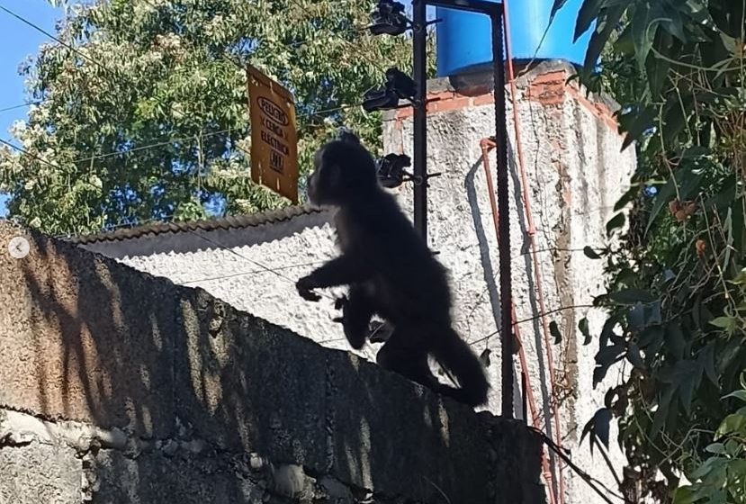  Rescatan a un mono caí que deambulaba por la zona urbana de Puerto Iguazú