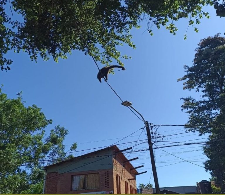 Rescatan a un mono caí que deambulaba por la zona urbana de Puerto Iguazú imagen-9