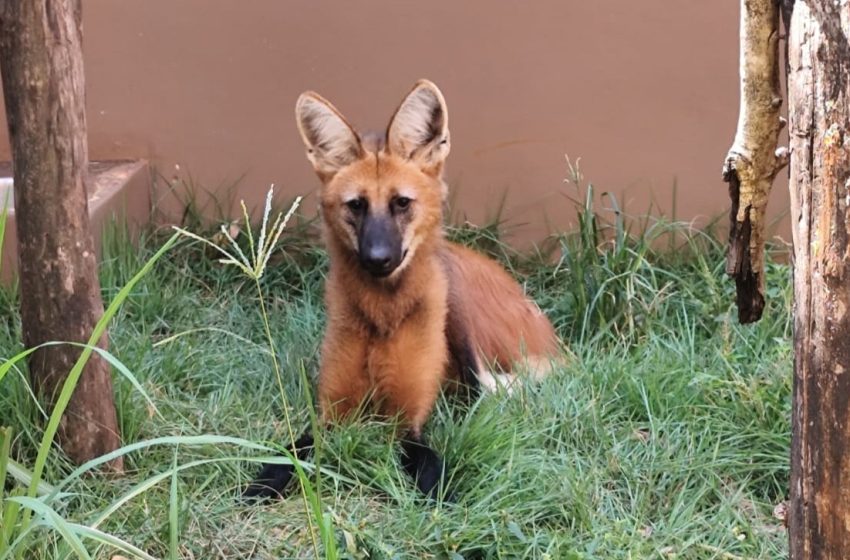 Aguará guazú rescatado en Foz do Iguaçu esta listo para ser devuelto a su hábitat
