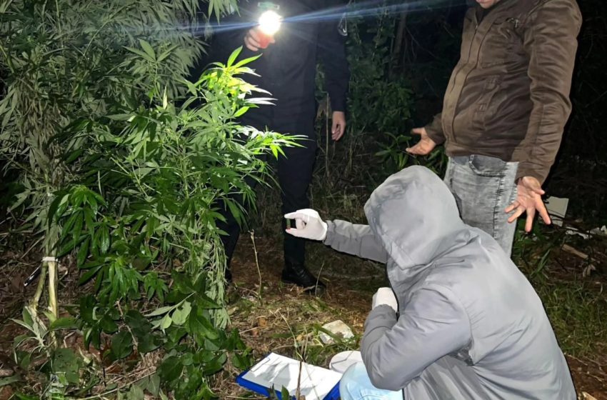 Secuestran droga valuada en siete millones oculta en una construcción en San Pedro 5 Secuestran droga valuada en siete millones oculta en una construcción en San Pedro