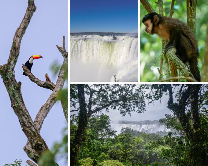 Semana de la Biodiversidad: un viaje fascinante por la naturaleza misionera del 20 al 24 de mayo