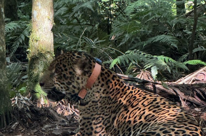  Medida preventiva en el PN Iguazú tras detectar a un yaguareté cerca de una ruta