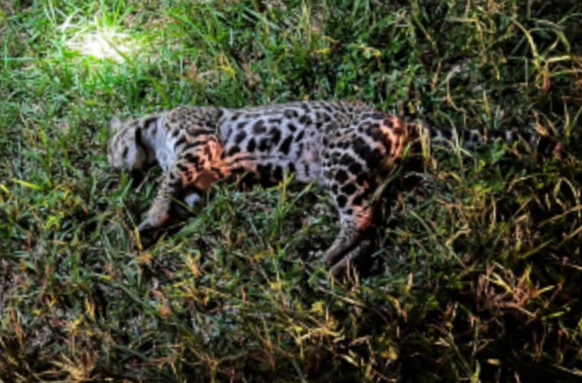  Otra víctima de la velocidad en la selva misionera: un ocelote atropellado en el Parque Nacional Iguazú