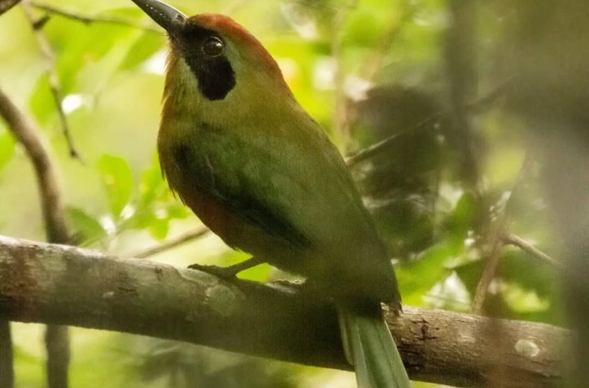 Misiones se suma al evento mundial de observación de aves: una jornada para conectar con la naturaleza 6 Misiones se suma al evento mundial de observación de aves: una jornada para conectar con la naturaleza